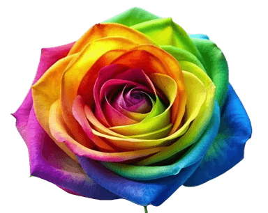 Rose rainbown