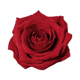 Rose red